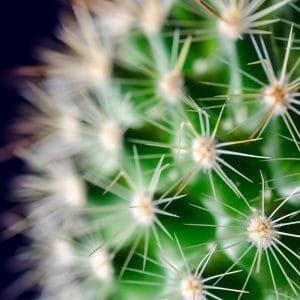 Cactus, blue background