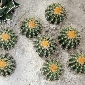 Cactus