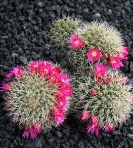 blossoming cactus